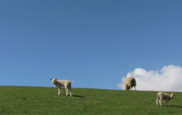 Feriebolig 
