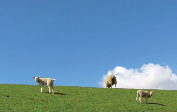 Feriebolig 