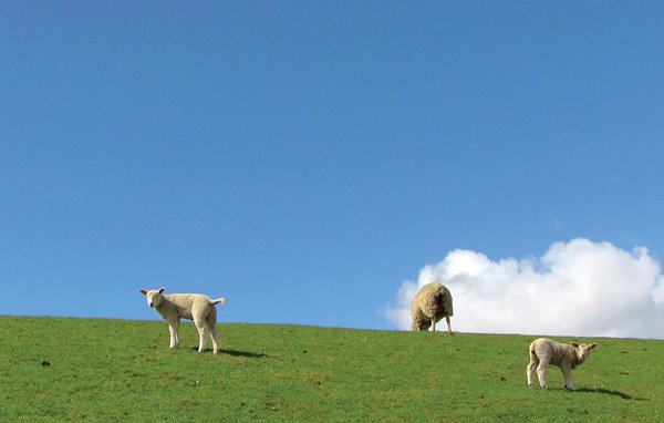 Feriebolig 