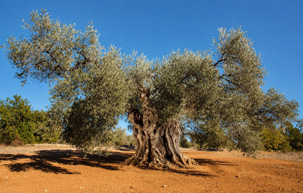 Ferienhaus - Sant Jordi , Spanien - EBA434 905