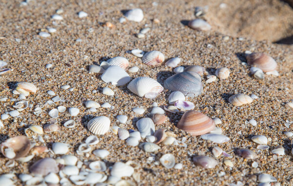 Apartamento - Tavernes de la Valldigna , España - EBV260 904