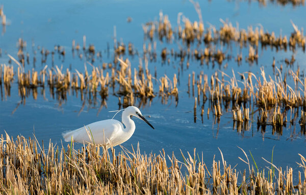 Apartamento - El Saler , España - EBV269 904