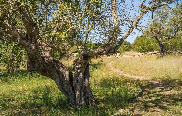 Holiday Home - La Talayeta, Arta , Spain - EMF044 108