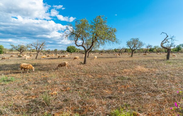 Appartamento - Sa Posada d'Aumallia 31, Felanitx , Spagna - EMI404 901