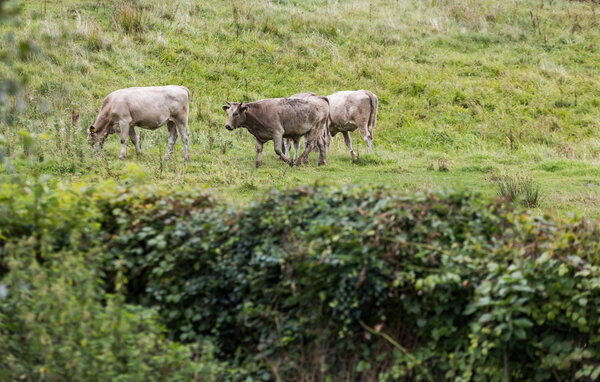 Feriehus - Skarrev Strand , Danmark - F07323 104