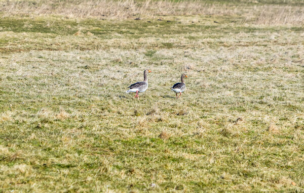 Feriehus - Kegnæs Strand , Danmark - F09658 203