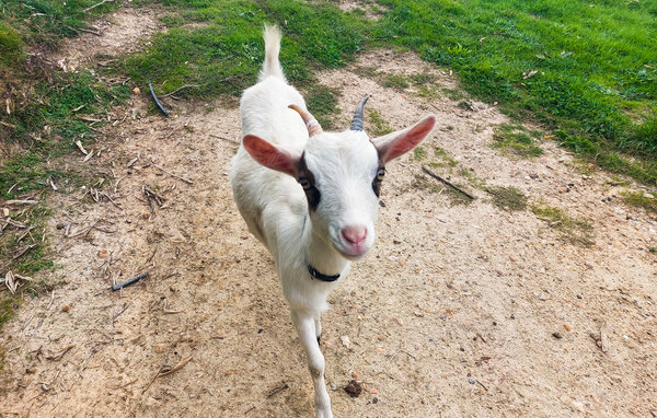 Location de vacances - Eyraud-Crempse-Maurens , France - FAD552 101