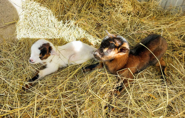 Location de vacances - Eyraud-Crempse-Maurens , France - FAD552 102