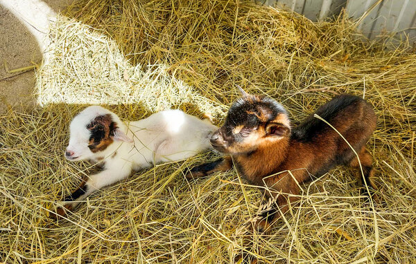 Location de vacances - Eyraud-Crempse-Maurens , France - FAD553 102