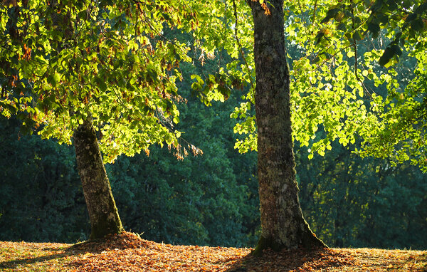 Vakantiehuis - Fleurac , Frankrijk - FAD557 109