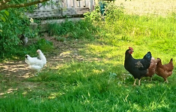 Casa de vacaciones - Pommerit-le-Vicomte , Francia - FBC866 901