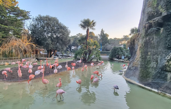 Location de vacances - Ile d'Oléron , France - FCH313 910