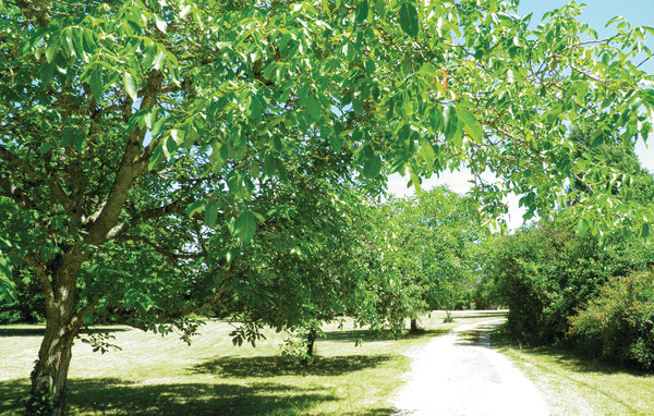 Location de vacances - Bourgueil , France - FEI019 201
