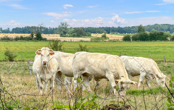 Domy wakacyjne - Pressigny , Francja - FHH009 902