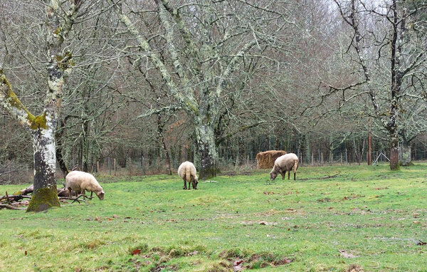 Holiday Home - Rougnac , France - FJC132 102