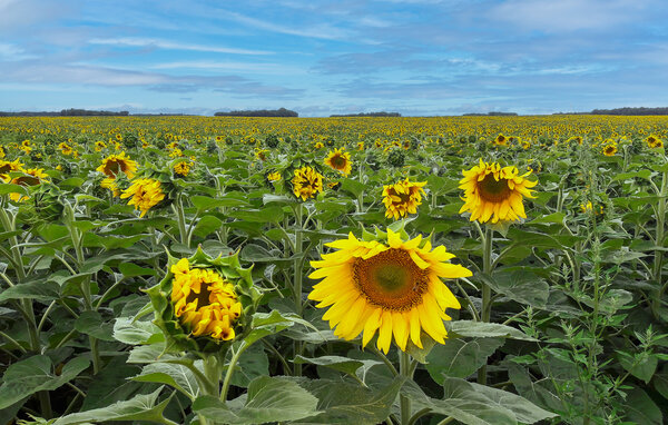 Ferienhaus - Ceaux-en-Loudun , Frankreich - FJV050 902