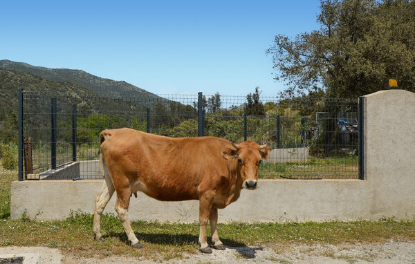 Ferienwohnung - LOZZI , Frankreich - FKO698 904