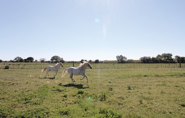 Ferienhaus - Roulotte Camarguaise , Frankreich - FLG298 901