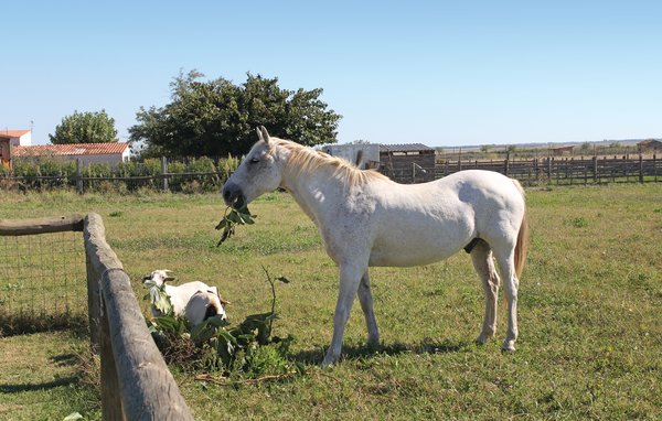 Ferienhaus - Roulotte Camarguaise , Frankreich - FLG298 902