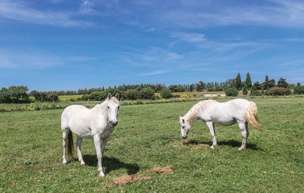 Ferienhaus - Roulotte Camarguaise , Frankreich - FLG298 903