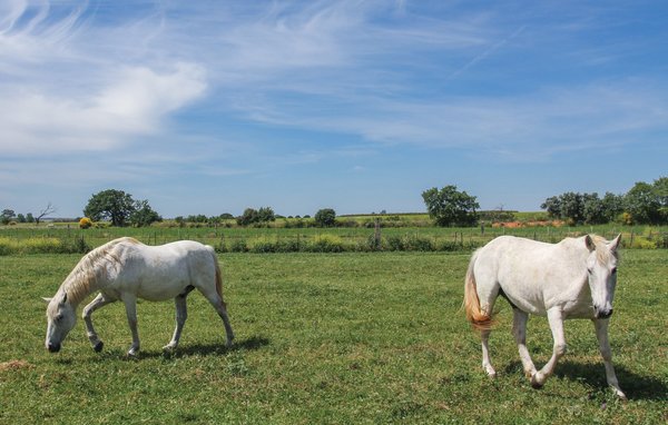 Ferienhaus - Roulotte Camarguaise , Frankreich - FLG298 904