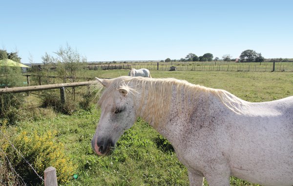 Ferienhaus - Roulotte Camarguaise , Frankreich - FLG298 905