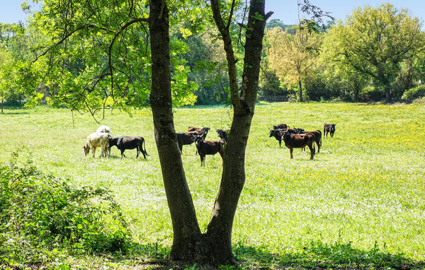 Location de vacances - Montignargues , France - FLG561 905