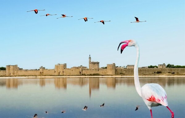 Holiday Home - Nimes , France - FLG974 903