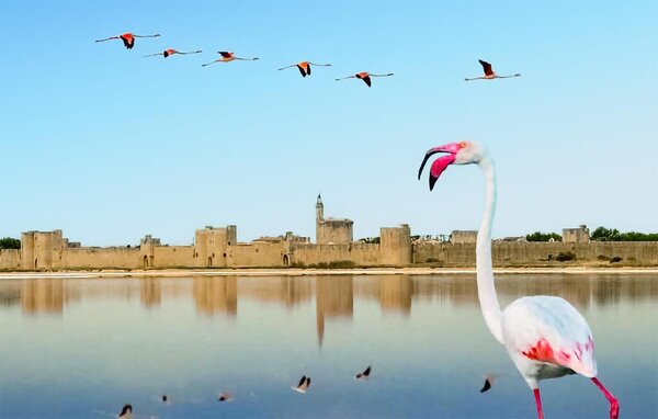 Location de vacances - Sernhac , France - FLG980 904