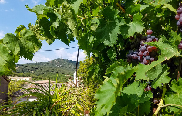 Location de vacances - Faugères , France - FLH444 902