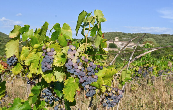 Semesterhus - Faugères , Frankrike - FLH691 9