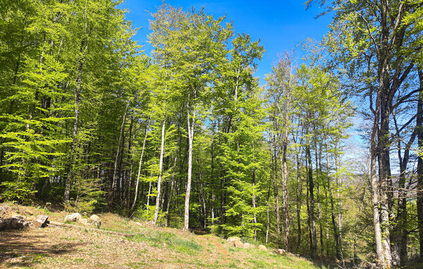 Semesterhus - La Salvetat-sur-Agout , Frankrike - FLH728 103