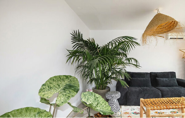 Feriehus - Perpignan , Frankrig - FLP315 301