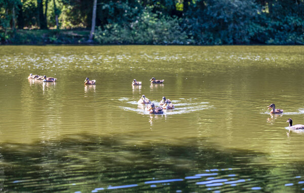 Location de vacances - BOURBOURG , France - FNN039 107