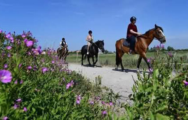 Ferienwohnung - Berck , Frankreich - FNP227 907