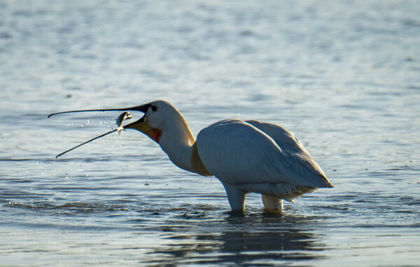 Casa de vacaciones - Saigneville , Francia - FNR074 906