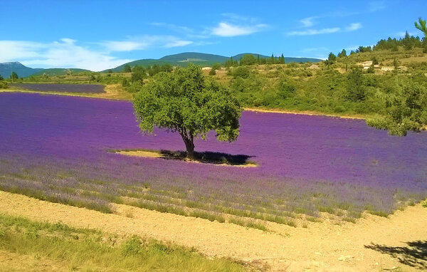 Location de vacances - Forcalquier , France - FPA074 903