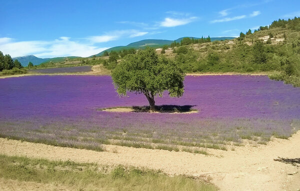 Location de vacances - Buis-les-Baronnies , France - FPD488 903