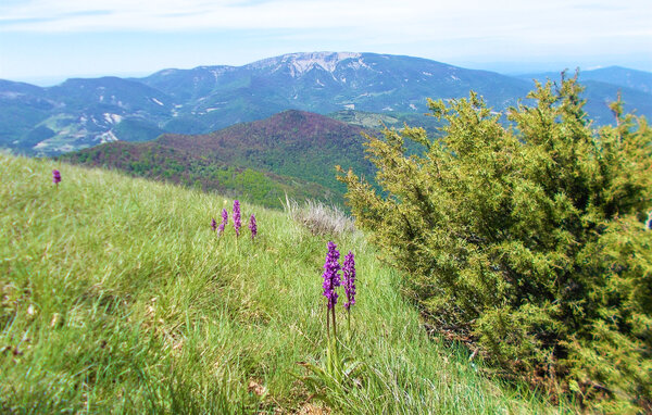 Location de vacances - Allan , France - FPD496 901