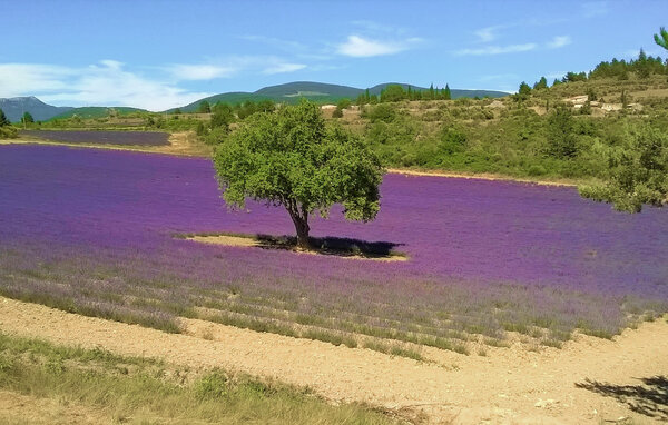 Semesterhus - Monteux , Frankrike - FPP024 904