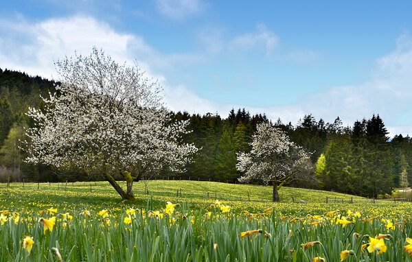 Appartement - Rambervillers , Frankrijk - FTV054 908