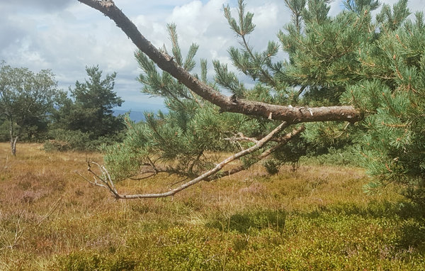 Domy wakacyjne - Grandrif , Francja - FUP016 903