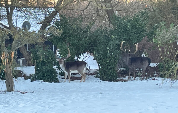Vakantiehuis - Ristinge , Denemarken - G11320 101