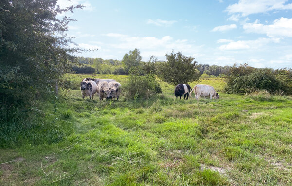 Semesterhus - Ristinge , Danmark - G11321 902