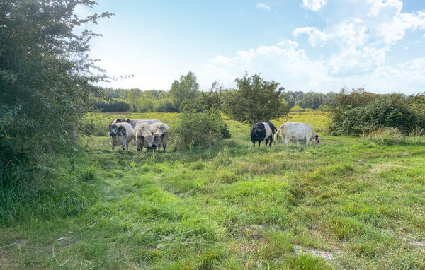 Semesterhus - Ristinge , Danmark - G11321 102