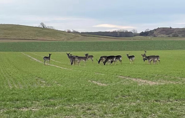 Feriehuse - Bagenkop , Danmark - G11331 902
