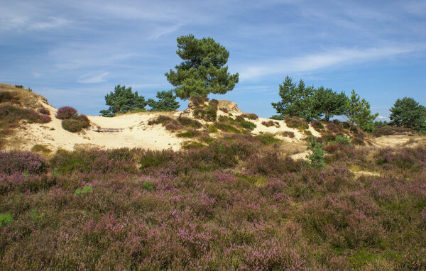 Casa de vacaciones - Diever , Holanda - HDR165 907
