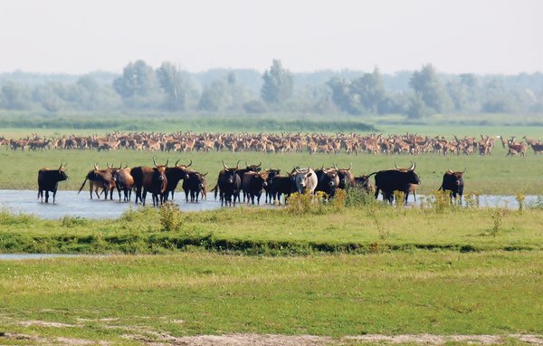 Semesterhus - Almere Buiten , Holland - HFL003 901