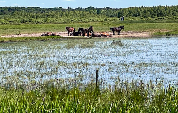 Holiday Home - Oosterwolde , Holland - HFR369 908