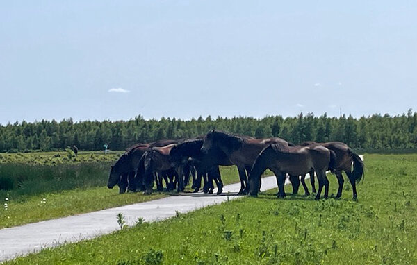 Domy wakacyjne - Oosterwolde , Holandia - HFR373 905